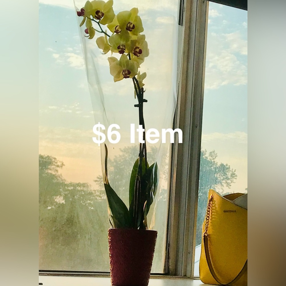 $6 live show item